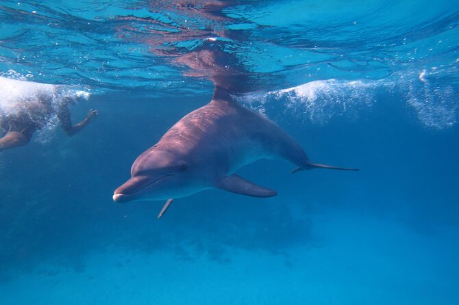 Dolphin House Sea Trip - HURGHADA VIP - What the $70 price covers