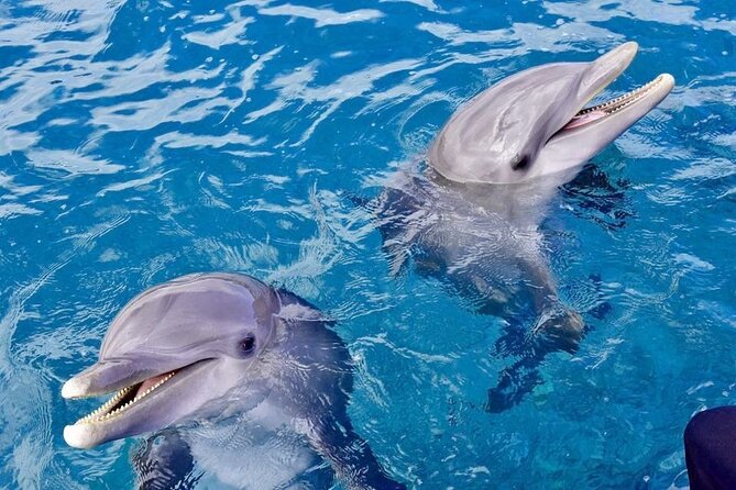 Dolphin House Sea Trip - HURGHADA VIP - Who will enjoy this day most