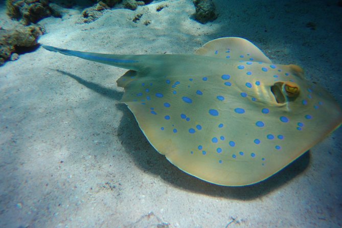 Dolphin House Sea Trip with Snorkeling Adventure - Marsa Alam - Who will enjoy this Marsa Alam boat trip
