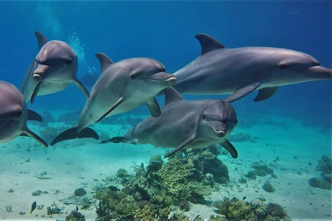 Dolphin House Sea Trip with Water Sport and Lunch - A Red Sea day that packs several activities together