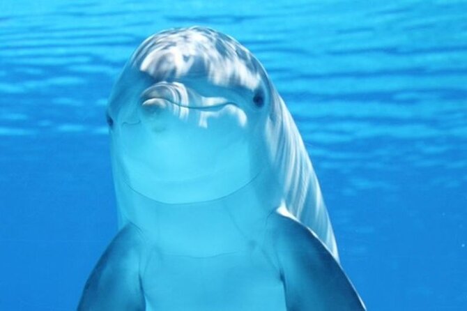 Dolphin House Snorkel & Water Fun Activity with Lunch - Hurghada - Reaching Dolphin House from Hurghada