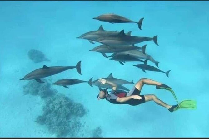 Dolphin House Snorkel & Water Fun Activity with Lunch - Hurghada - What the Dolphin House Visit Actually Offers
