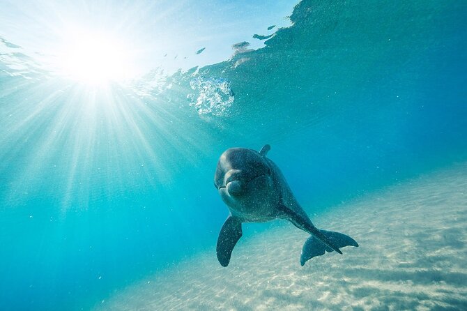 Dolphin House Snorkel & Water Fun Activity with Lunch - Hurghada - Who Should Book This Hurghada Boat Trip?