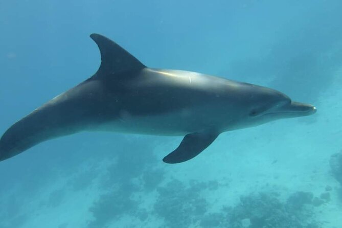 Dolphin House Snorkeling Fun in Hurghada - Dolphin House, where the day earns its name