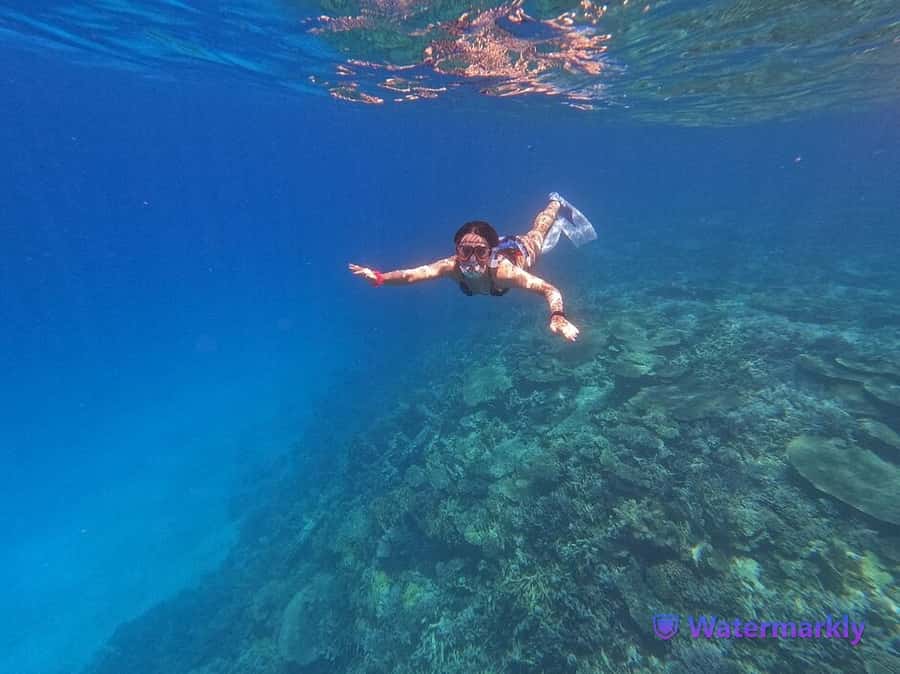 Dolphin house snorkeling trip - Key points to know before you book