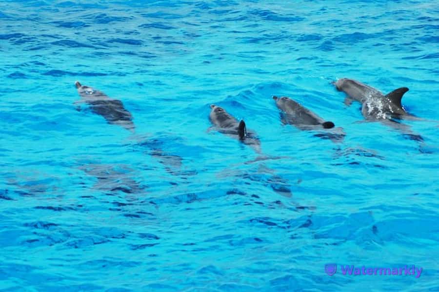 Dolphin house snorkeling trip - Two reef stops for snorkeling