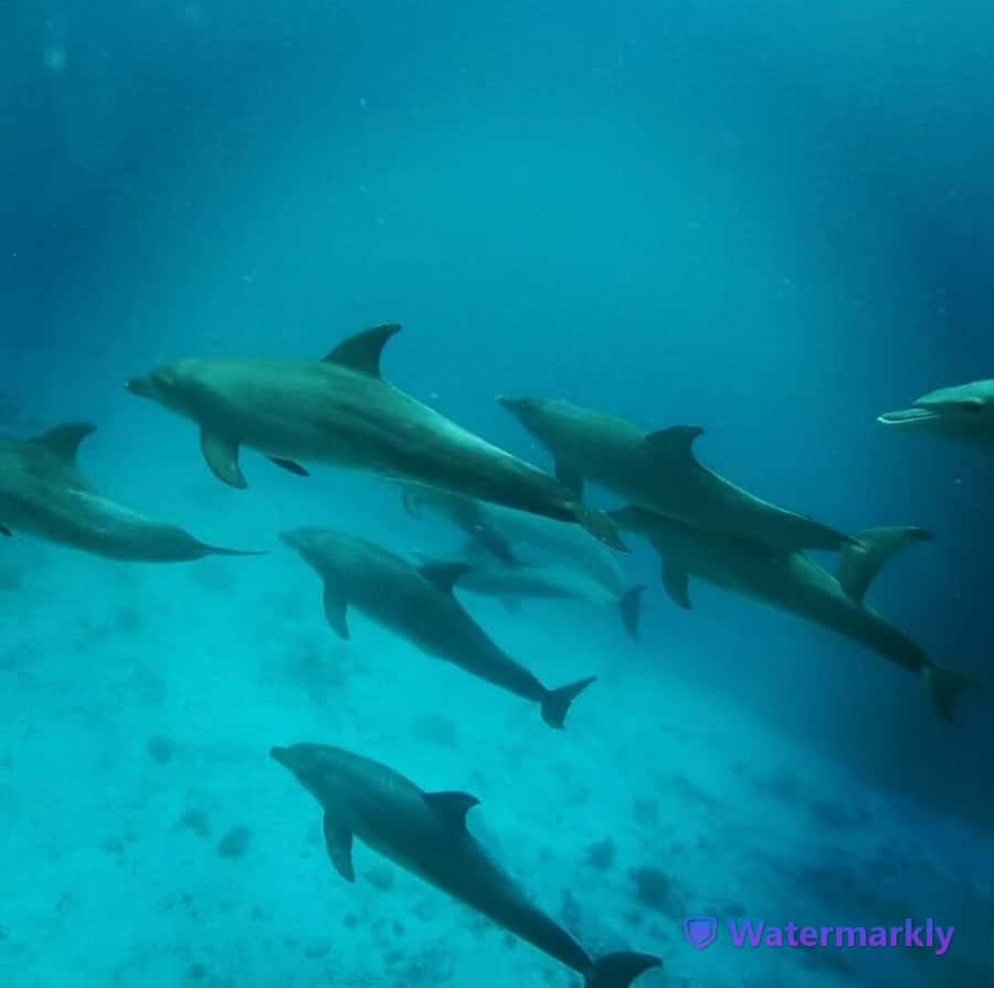 Dolphin house snorkeling trip - Lunch, drinks, and life aboard the boat