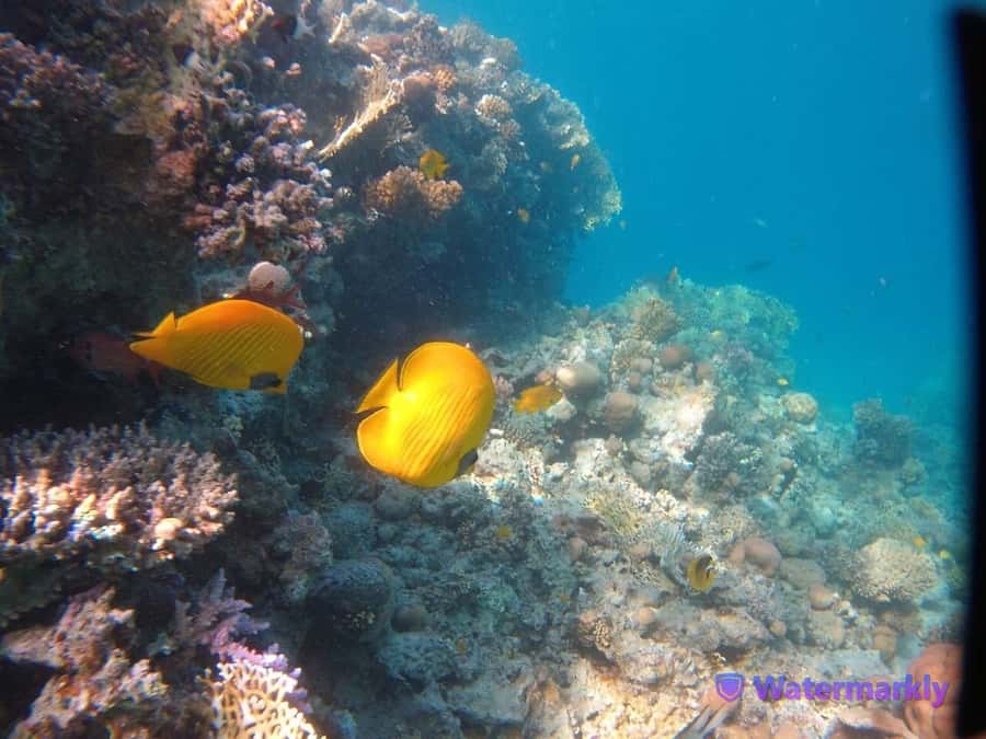 Dolphin house snorkeling trip - Should you book the Dolphin House trip?