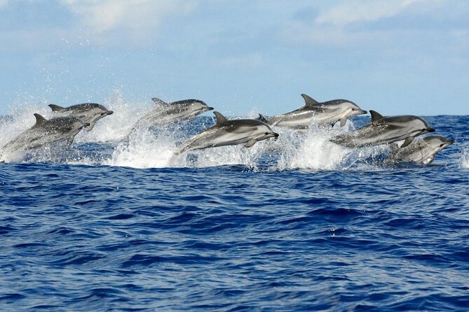 Dolphin House Snorkeling Trip & Water Sport With Lunch - Hurghada - Optional Water Sports and the Shape of the Afternoon