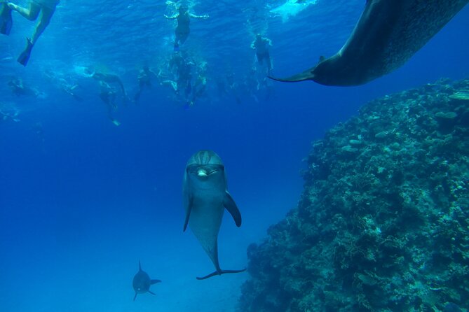 Dolphin House Snorkeling Trip & Water Sport With Lunch - Hurghada - What the $14 Price Really Buys