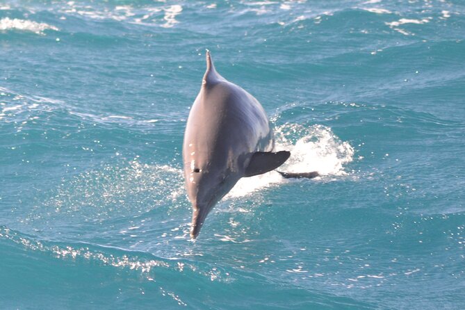 Dolphin House Snorkeling Trip & Water Sports with Lunch -Hurghada - Lunch, drinks, and the practical value of $15