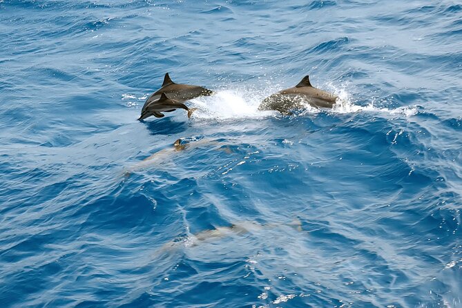 Dolphin House Snorkeling Trip & Water Sports with Lunch -Hurghada - The crew and the feel on board