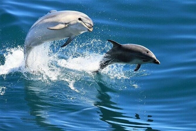 Dolphin house Snorkeling trip with Banan & Sofa Boat in Hurghada - Key points to know before booking