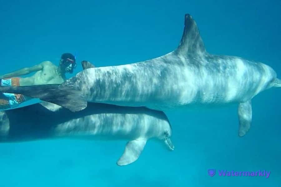 Dolphin house snorkeling trip - The search for dolphins at Dolphin House