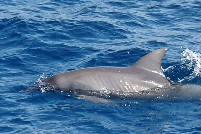 Dolphin House Snorkeling,Water Sports, Lunch & Transfer- Hurghada - Lunch, Tea, Coffee, and Water Aboard