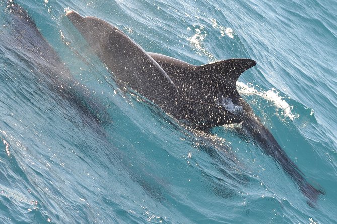 Dolphin House with Snorkeling in Hurghada - Accessibility, age limits, and comfort