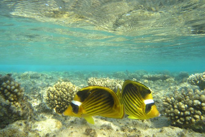 Dolphin house - Snorkeling above coral and colorful fish
