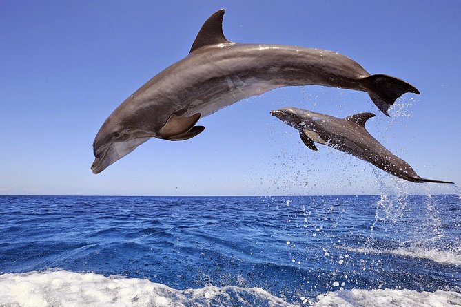 Dolphin Island Boat Trip – Swim, Sun & Lunch Included - Setting out from the Manavgat River