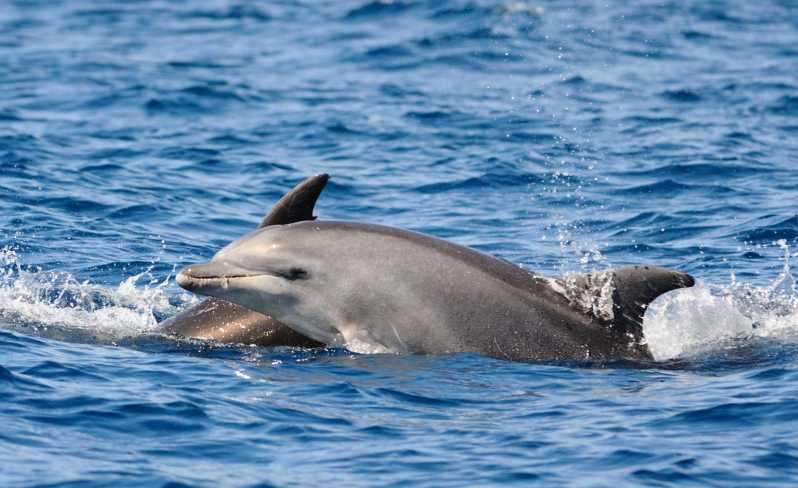 Dolphin Kayak Safari at Sunset at Golfo Aranci - A sunset paddle in Sardinia’s dolphin country