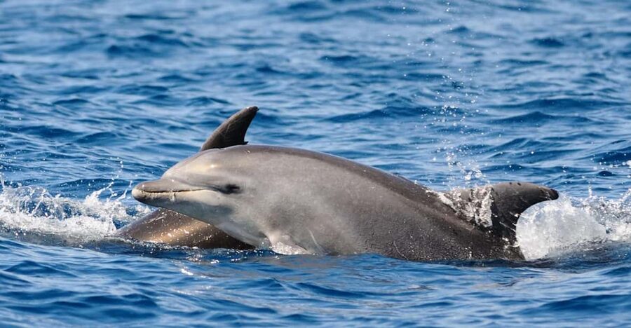 Dolphin Kayak Safari at Sunset at Golfo Aranci - The first few minutes: safety before scenery