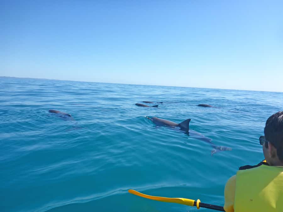 Dolphin Kayak Tour & Beach 4X4 National Park Tour (Private) - From Noosa to Teewah Beach by private 4X4