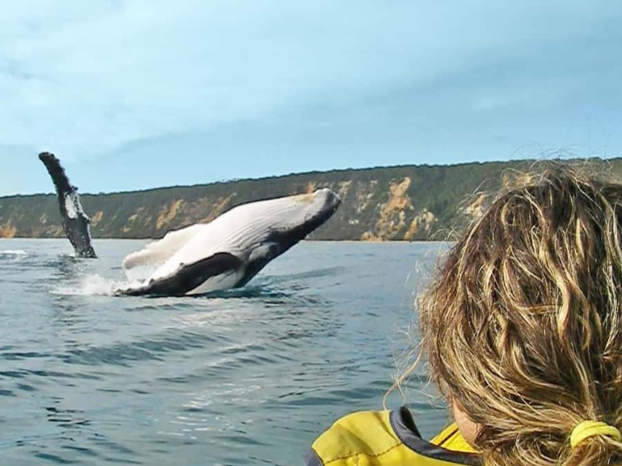 Dolphin Kayak Tour & Beach 4X4 National Park Tour (Private) - Double Island Point and the low-tide Marine Park
