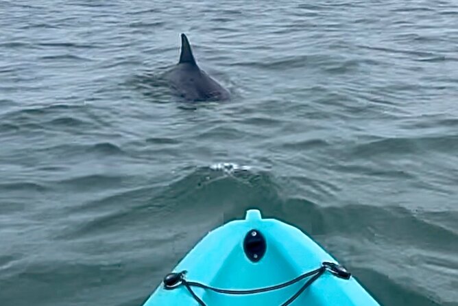 Dolphin Kayak Tour in Virginia Beach Must know how to swim - Key points to know before you book