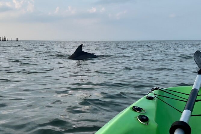Dolphin Kayak Tour in Virginia Beach Must know how to swim - Weather, cancellations, and practical planning