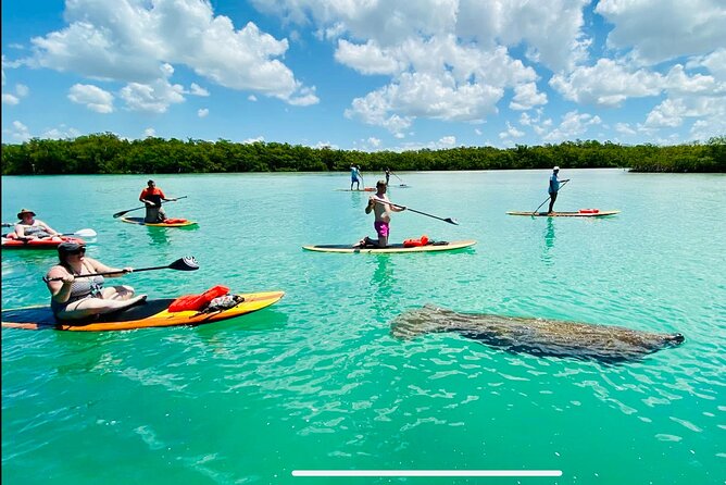 Dolphin, Manatee and Sea Turtle Adventure Tour of Bonita Springs - A wildlife tour with a paddle in your hands
