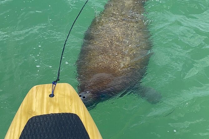 Dolphin, Manatee and Sea Turtle Adventure Tour of Bonita Springs - The undeveloped Fort Myers beach section