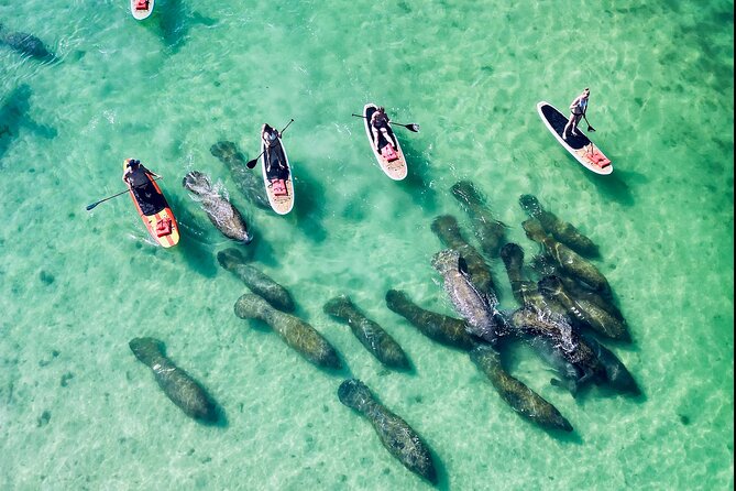Dolphin, Manatee and Sea Turtle Adventure Tour of Bonita Springs - Wildlife: what you might actually see