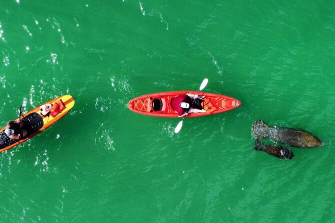 Dolphin, Manatee and Sea Turtle Adventure Tour of Bonita Springs - Who should book this Bonita Springs outing?