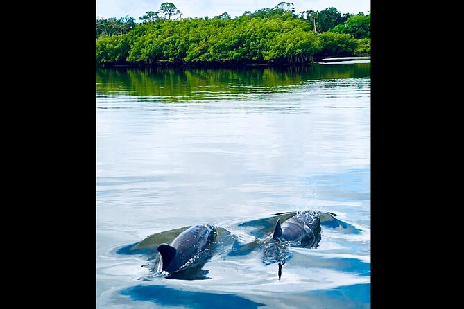 Dolphin, Manatee and Sea Turtle Kayak Adventure - Is $65 a Fair Price?