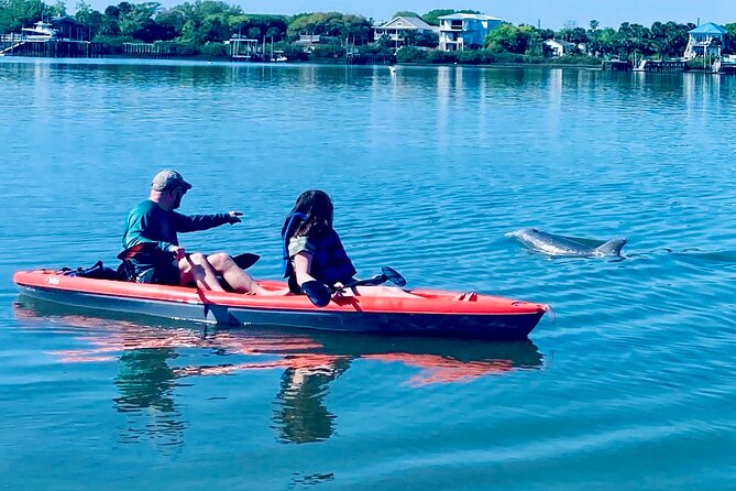 Dolphin, Manatee and Sea Turtle Kayak Adventure - Dolphins, Turtles, Manatees, and the Reality of Wildlife