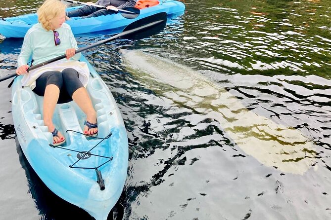 Dolphin, Manatee and SeaTurtle SUP Adventure Tour of St Augustine - Wildlife watching without false promises