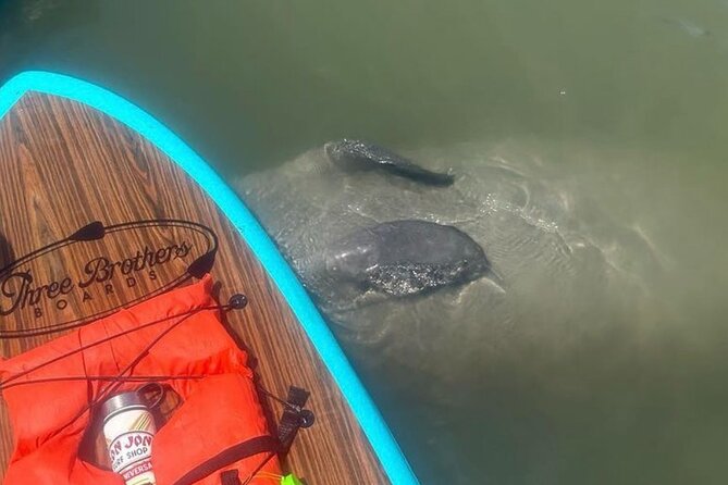 Dolphin, Manatee and SeaTurtle SUP Adventure Tour of St Augustine - Choosing between a kayak and paddleboard
