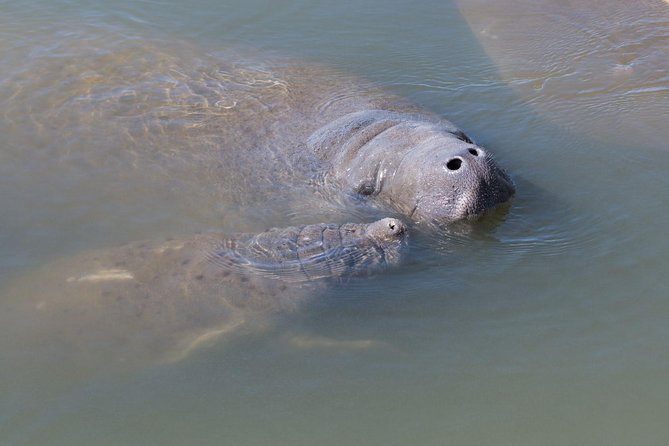 Dolphin & Manatee Kayaking Tour in Orlando Area - Haulover Canal is the starting point