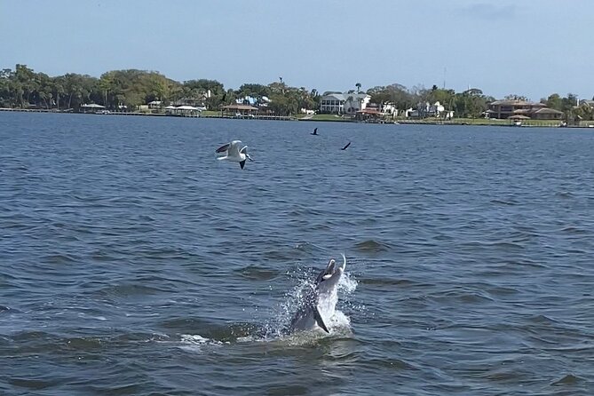 Dolphin/Manatee Pontoon Boat Tour with Local Expert - A close look at Florida wildlife from Merritt Island