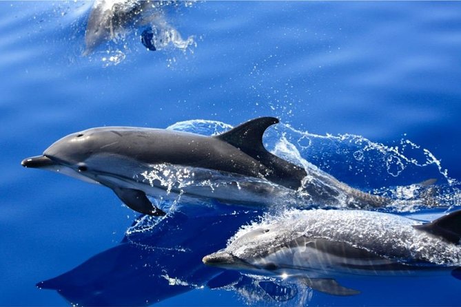 Dolphin Mini Cruise at Playa del Carmen - Leaving Puerto del Carmen on the Biosfera Jet