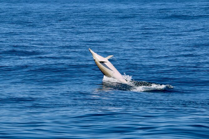 Dolphin Observation Boat Tour from Sesimbra - What Francisco adds to the outing