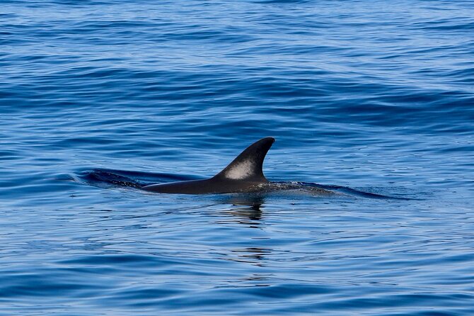 Dolphin Observation Boat Tour from Sesimbra - Is $72.25 a fair price?