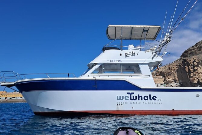 Dolphin Observation In A Small Group On A Silent Hybrid Boat - A quiet start from Pasito Blanco