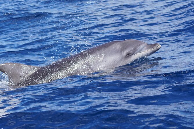 Dolphin Observation In A Small Group On A Silent Hybrid Boat - Víctor and Paula make the difference