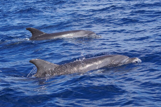 Dolphin Observation In A Small Group On A Silent Hybrid Boat - Why the small group is worth paying for