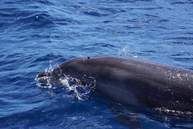 Dolphin Observation In A Small Group On A Silent Hybrid Boat - The conservation angle is practical, not decorative