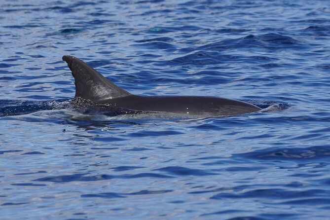 Dolphin Observation In A Small Group On A Silent Hybrid Boat - Who will enjoy this Pasito Blanco boat trip