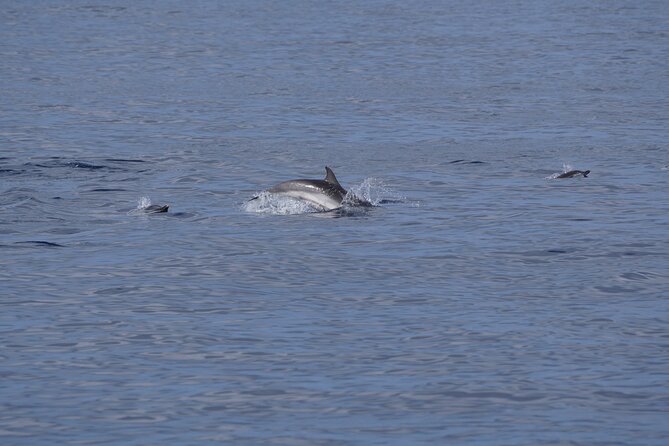 Dolphin Observation In A Small Group On A Silent Hybrid Boat - Booking timing, weather, and cancellation