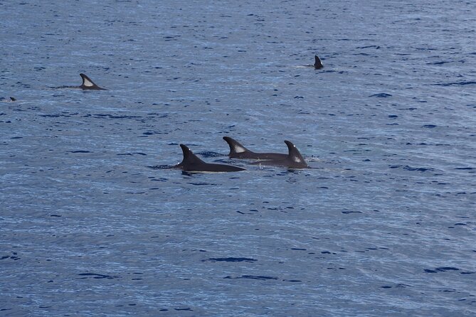 Dolphin Observation In A Small Group On A Silent Hybrid Boat - The dolphins and whales you might see