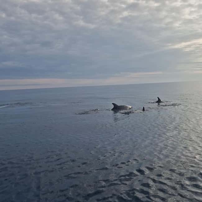 Dolphin private sunset tour Rovinj - Key points to know before booking