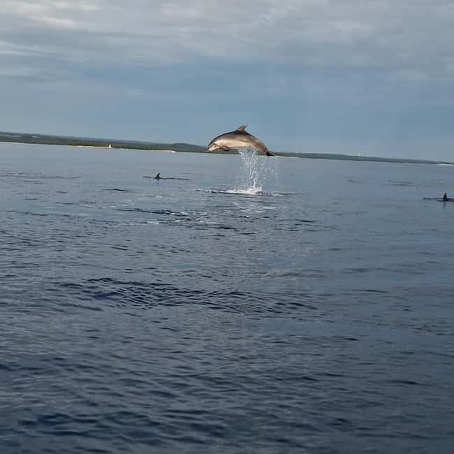 Dolphin private sunset tour Rovinj - The first 15 minutes: Rovinj from the sea